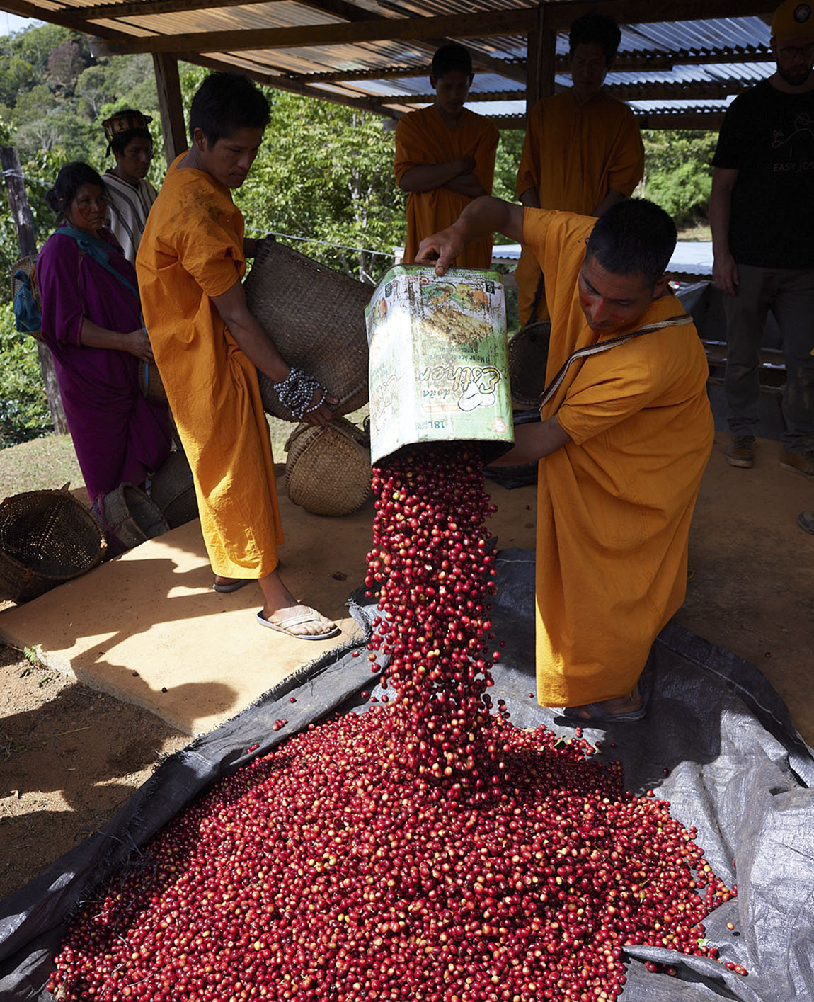 The eco-coffee that preserves native forest and improves the lives of indigenous people