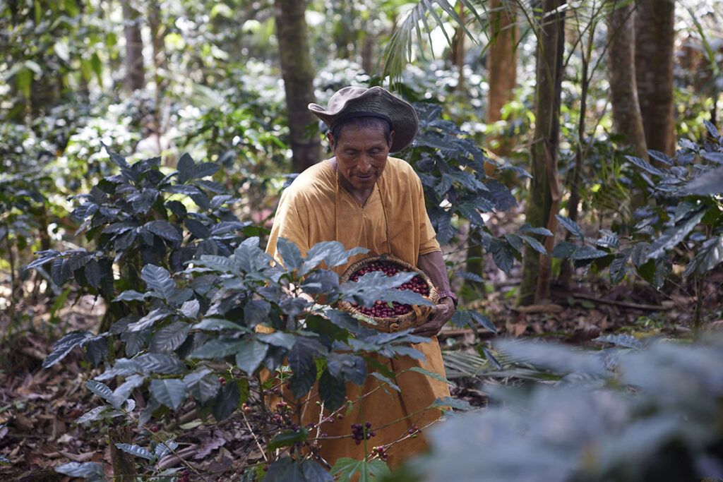 The eco-coffee that preserves native forest and improves the lives of indigenous people