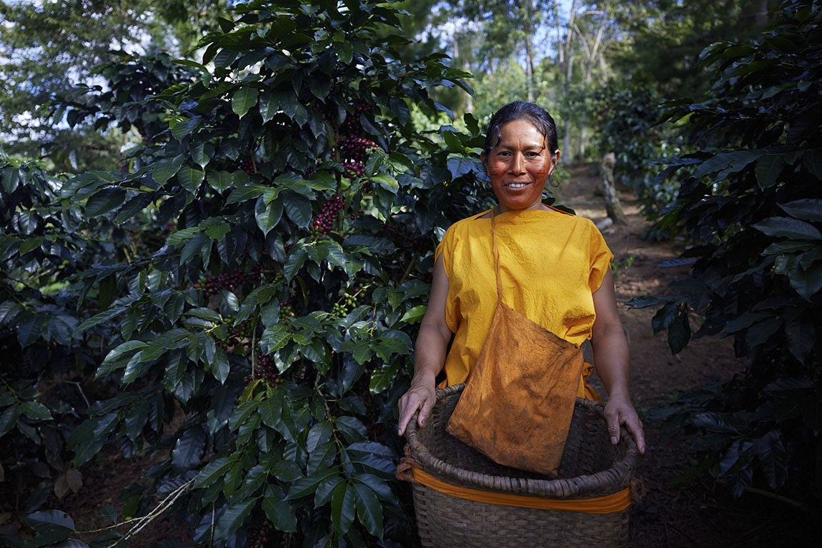 The eco-coffee that preserves native forest and improves the lives of indigenous people